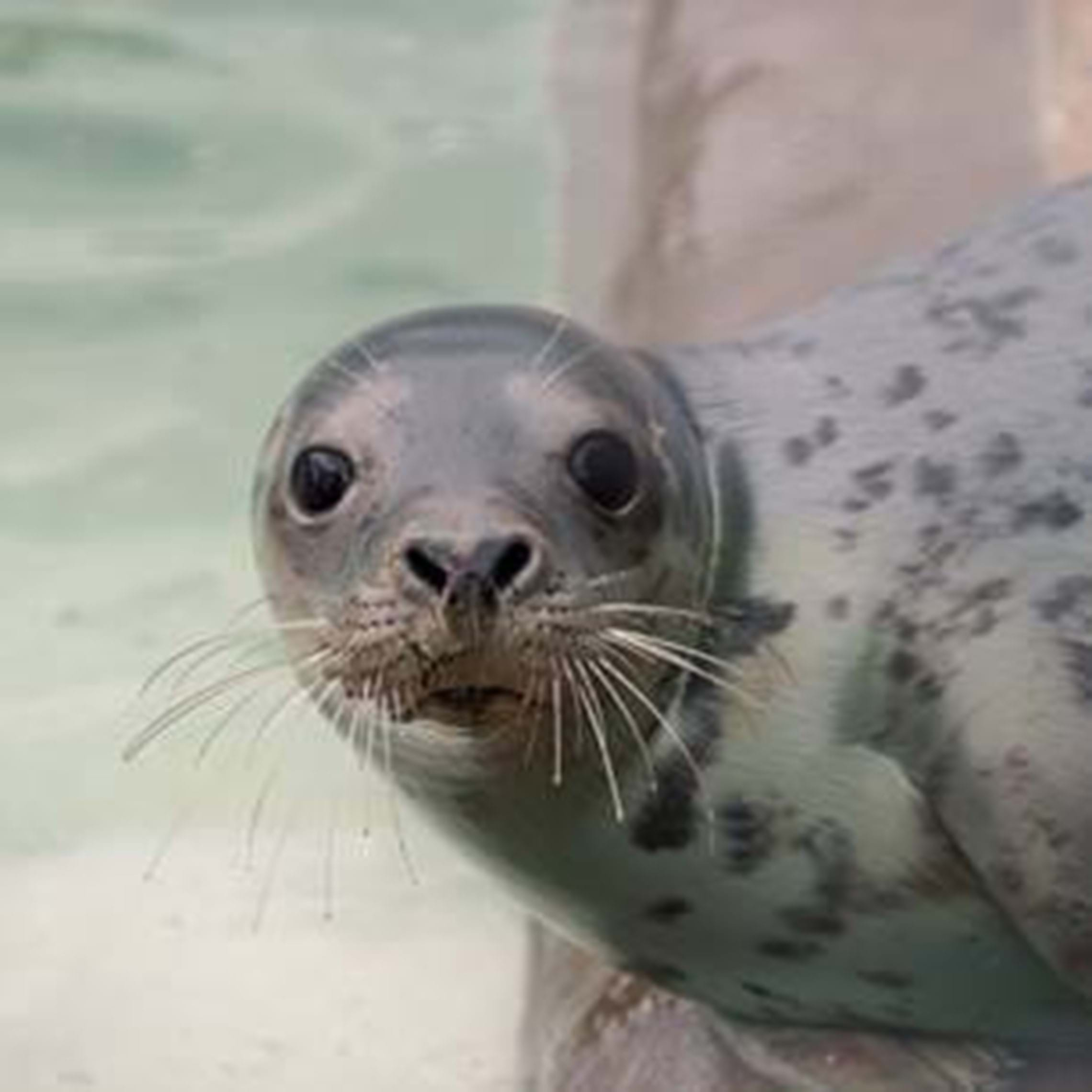 SEA LIFE Trust Sanctuaries - Find out more about our Sanctuaries