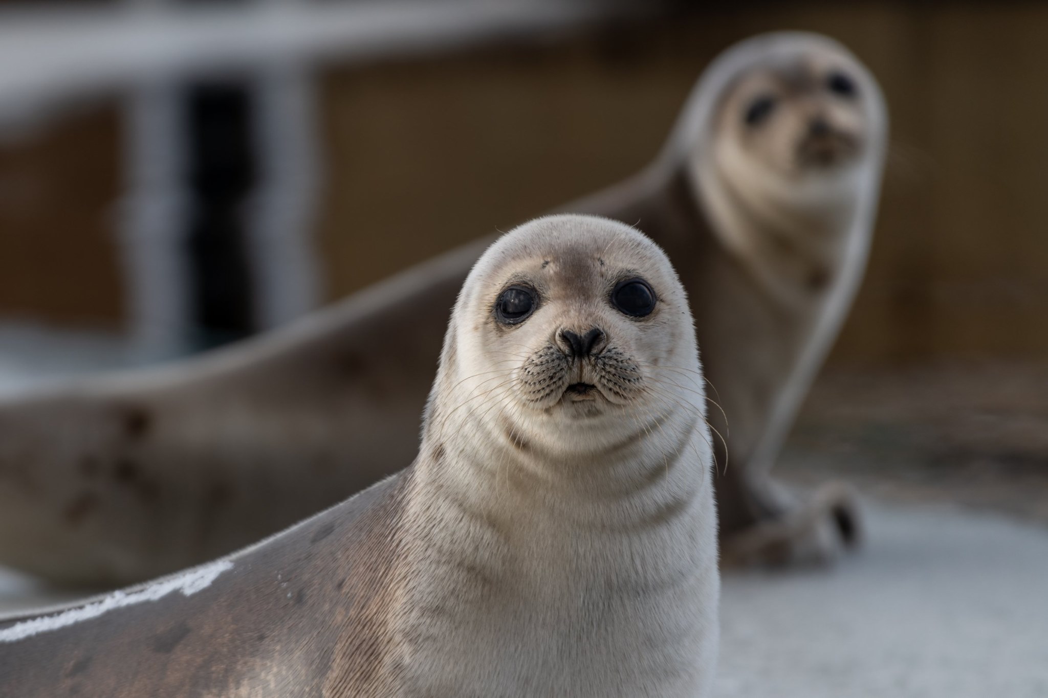 Cornish Seal Sanctuary