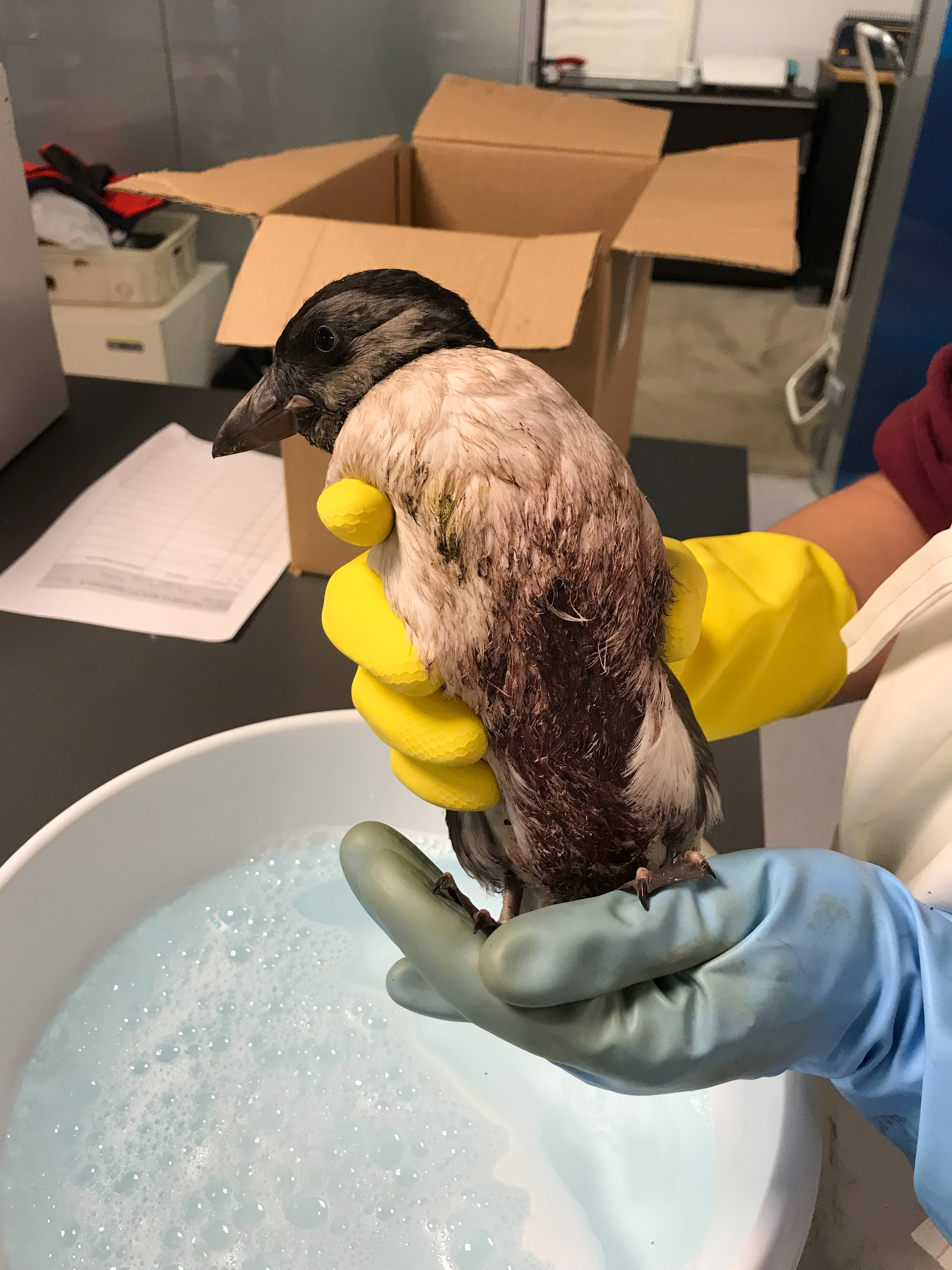 Puffling Season