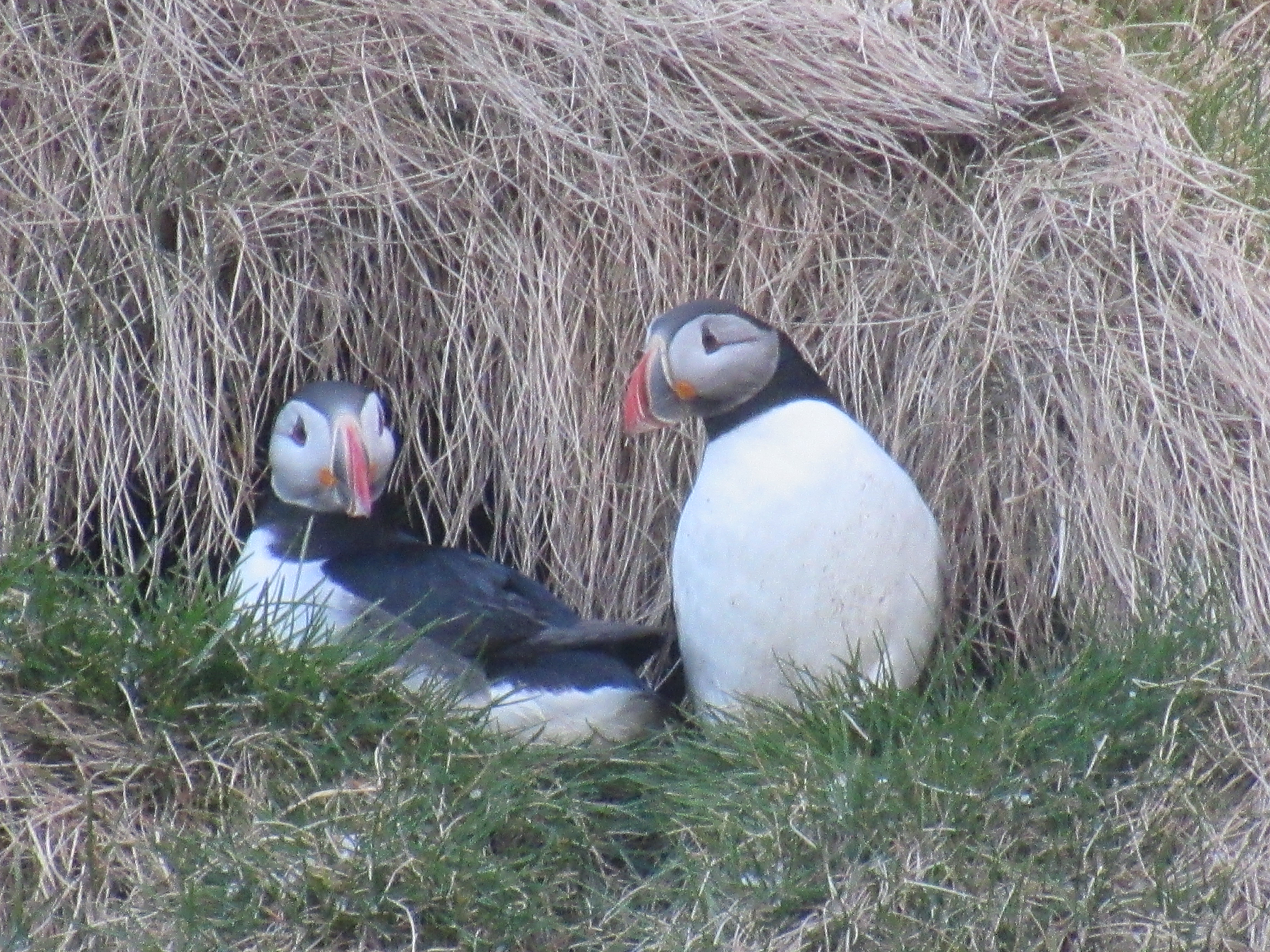 Puffling Season